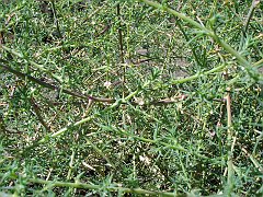 salsola tragus